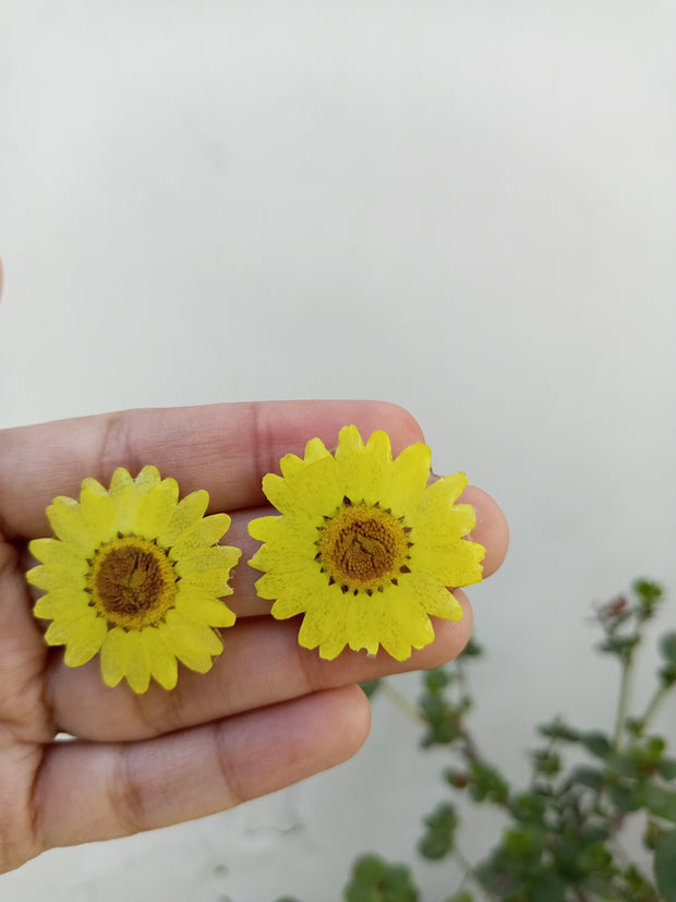 Resin Preserve Yellow Daisy  Flower  Earrings