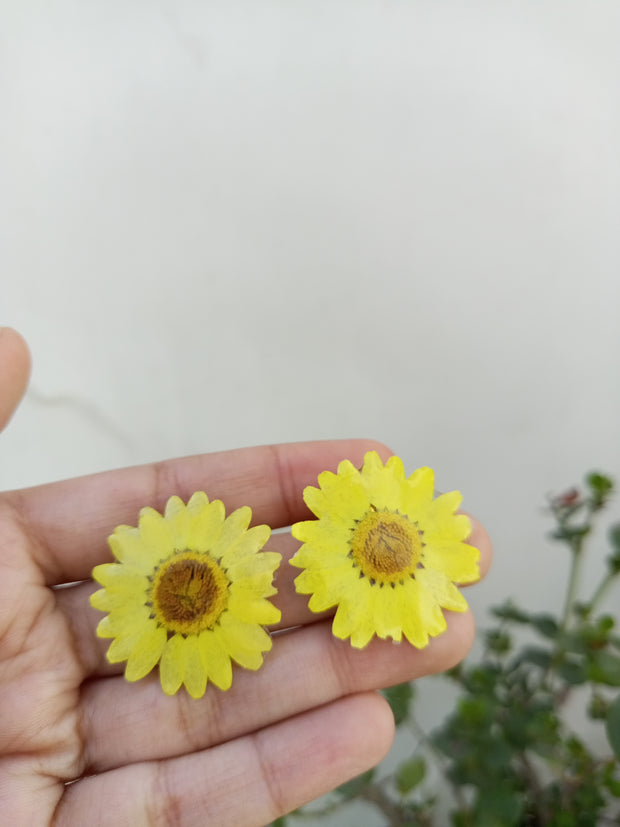 Resin Preserve Yellow Daisy  Flower  Earrings