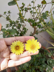 Resin Preserve Yellow Daisy  Flower  Earrings