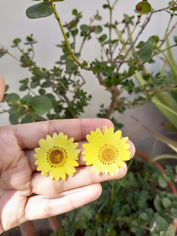Resin Preserve Yellow Daisy  Flower  Earrings