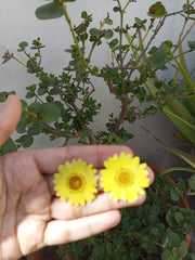 Resin Preserve Yellow Daisy  Flower  Earrings
