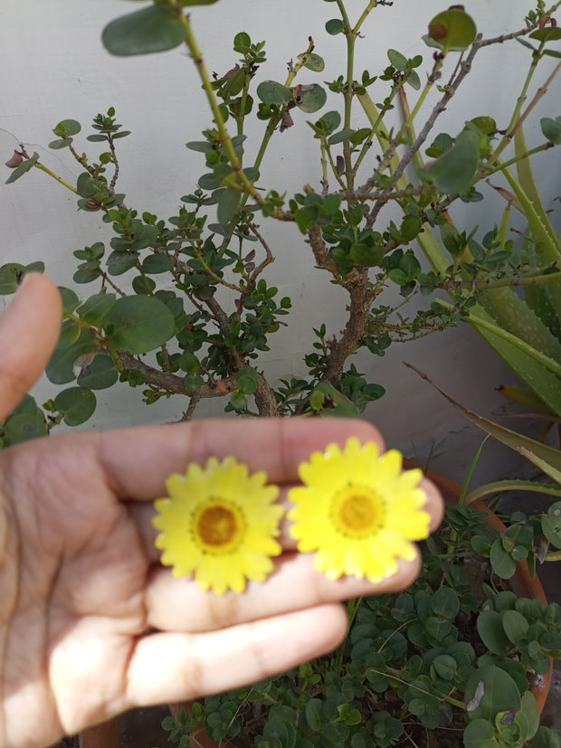 Resin Preserve Yellow Daisy  Flower  Earrings