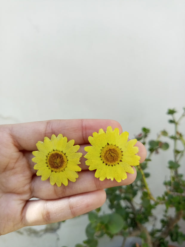 Resin Preserve Yellow Daisy  Flower  Earrings